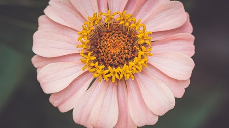 矛盾彻底爆发！张本智和职业博弈“叛逃”德甲藏惊天隐情